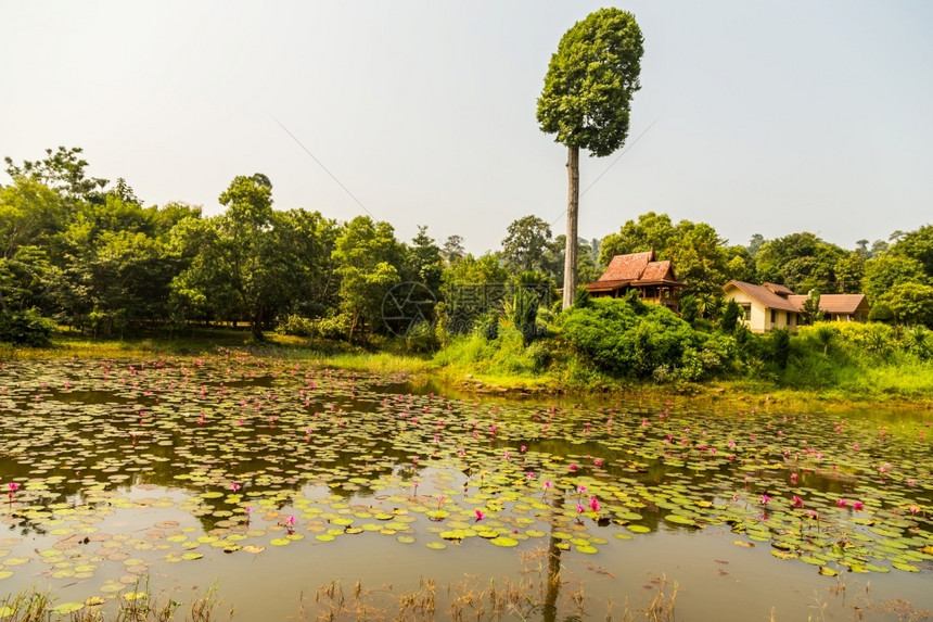 自在舒适泰国风格的式住房国花园中的Teakwood家亚洲人们图片