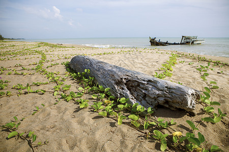 破坏在海滨的旧树桩和沉船土地沿海背景图片