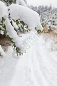 木头小路常绿松树分支覆盖积雪和跨道路图片