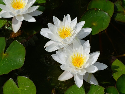 夏天美丽的白色莲花图片