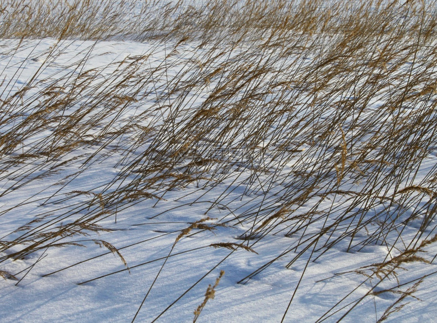 Reeds被风弯曲深冬雪中季深的芦苇乡村图片