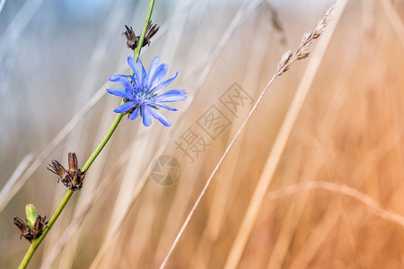 蓟蓝花刺在一具身上被捕获并干燥的脆弱植物图片