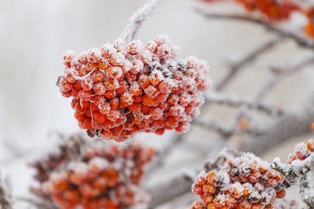 圣诞节红色的冷若冰霜冬天雪上放着罗万莓树图片