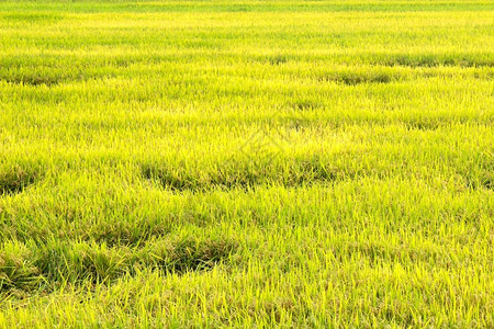 农业稻田场谷图片