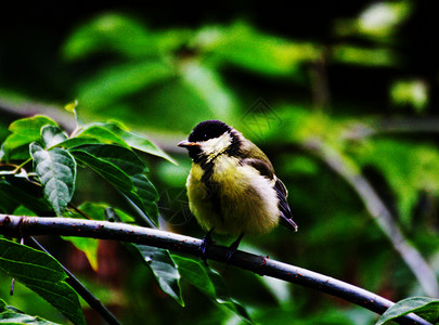3只小鸟素材种类一呸只小鸟坐在树枝上的绿叶边背景