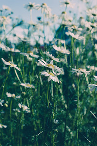 夏日在草地的黛西花朵洋甘菊叶子雏图片