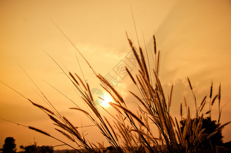 日落时的杂草芦苇图片