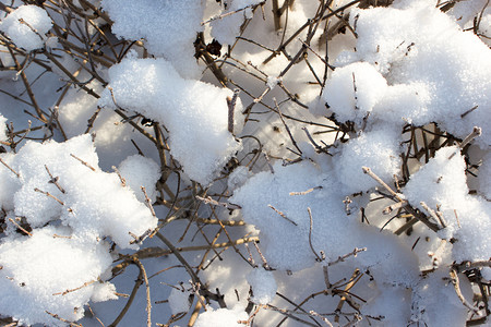 自然温度森林雪下的树枝特写图片