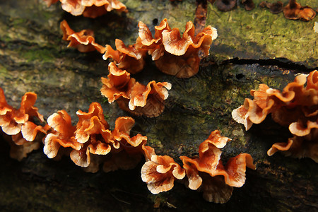 木材上棕色蘑菇荒野植物黄色的图片