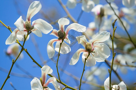 春天香白木兰花树枝上的朵瓣图片