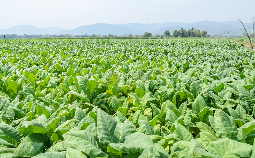 场地种植园土在泰国一个田种植的烟草物图片