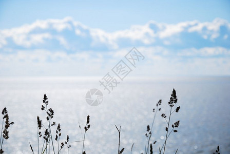 新鲜的吸管背光蓝水和太阳反射的闪光蓝水所呈现的阴暗草根图片