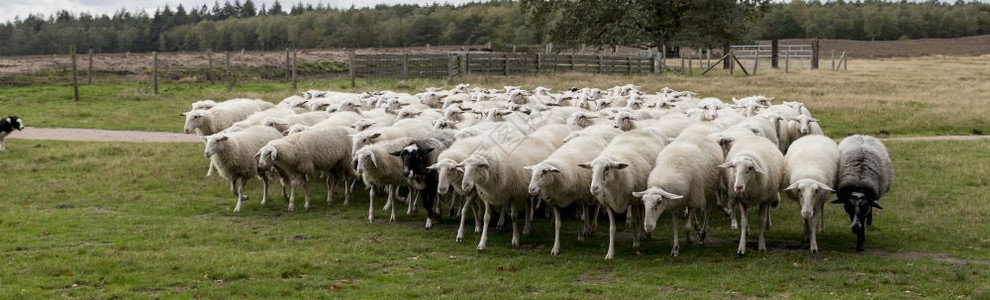 羊肉农村牧群在霍兰德的田野放牧狗控制着羊群在草地上放牧土图片