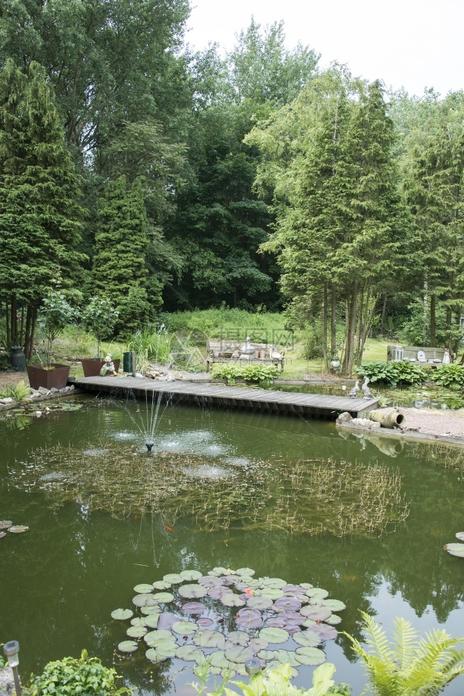 装饰品绿花园有池塘和大桥金鱼鲜花树木百合图片