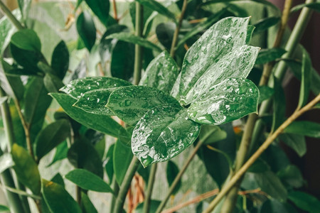 树叶室内有水滴的美丽家庭种植季节花的图片