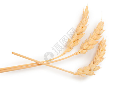 饮食农业小麦耳朵面粉图片