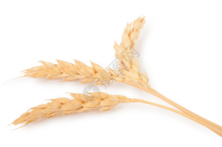 健康小麦耳朵面粉荚图片
