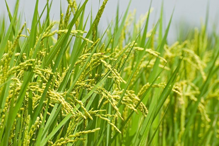 黄色的白饭亚洲主要粮食是麦田稻米饭生长图片