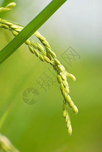 农村稻田亚洲的主要粮食是麦田稻米饭乡村的图片