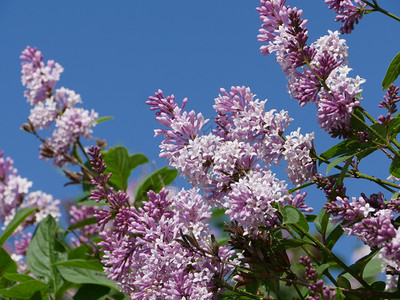 束在天空之幕下开花的香灌木丛盛开紫色紫色的高清图片素材
