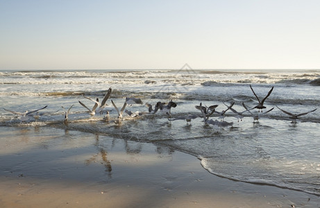海洋美丽桑迪滩景象沙支撑图片