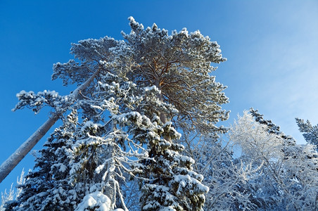 冬季森林雪景图片