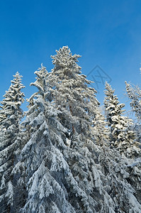 冬季森林雪景图片