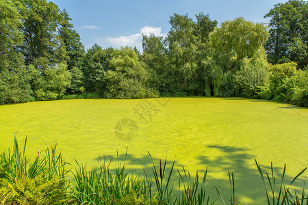 夏令荷兰语覆盖绿鸭草植物的欧洲森林池塘绿色图片