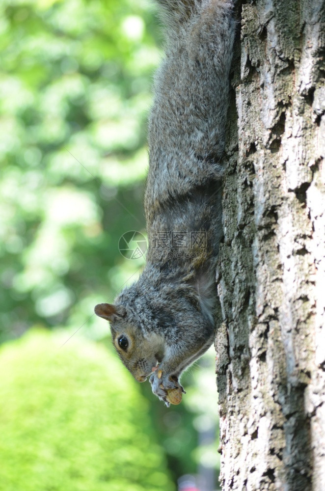 树干有趣的松鼠从树上爬下来吃坚果吠图片