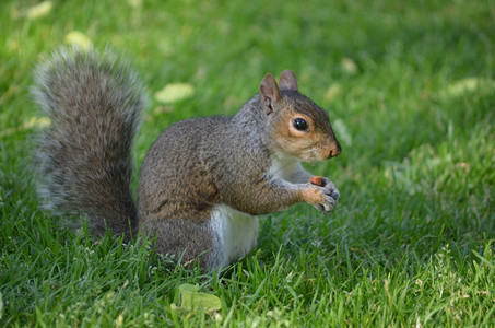 灰色的啮齿动物松鼠科一只站在厚的绿草地上拿着花生图片