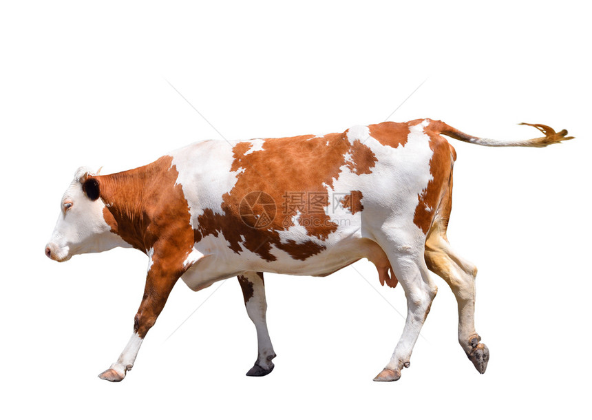 乳制品疯狂的在白色上被孤立的可爱奶牛跳跃红色有趣的红发现农场动物全长站在白色背景前脸图片