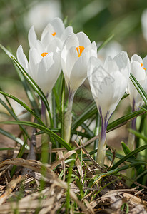 盛开生长自然春天花的白番红花瓣高清图片素材