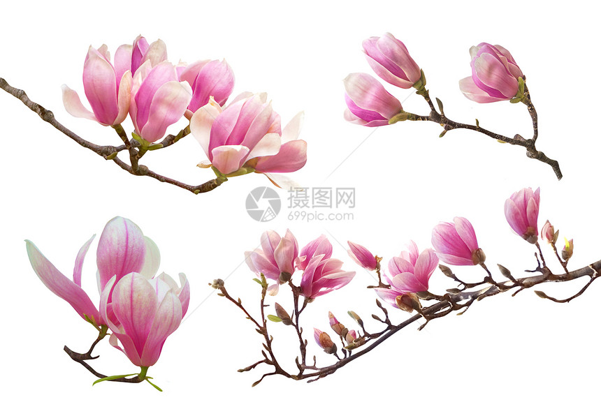 新鲜的白色树枝上美丽的粉红色春木兰花朵白边隔绝的树枝上植物芽图片