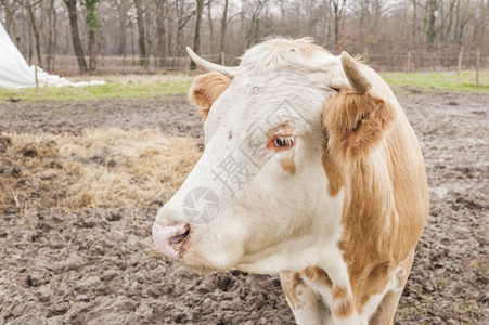 意大利奶牛的近身哺乳动物环境常设图片