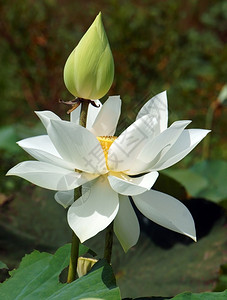 植物群户外越南花朵纯白莲湄公河三角洲越南的象征美丽布露森紧闭花芽绿底好的背景图片