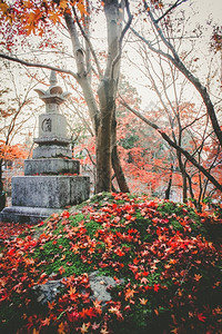 丰富多彩的花园旅行来自日本京都的彩色木叶和树枝图片