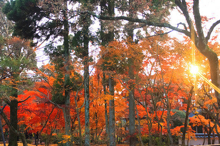 秋季红枫林图片