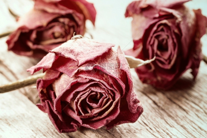 脆弱的木本底三朵旧玫瑰文艺风格老的花图片