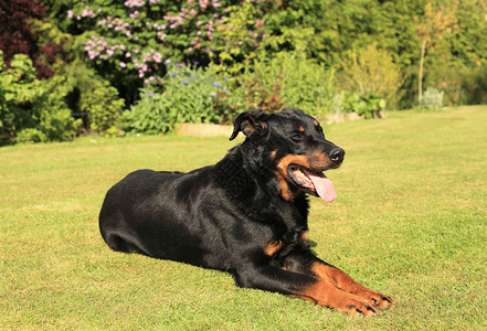 黑色的宠物坐着纯种法国牧羊犬Beauceron的肖像图片