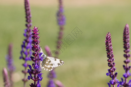 蝴蝶在野生仙子花朵蝴蝶的田野中装饰花一种图片