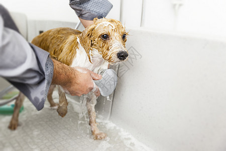 健康一只可爱狗洗澡的画面湿专业图片
