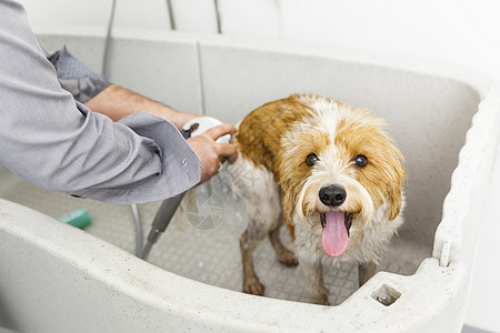 动物纯种一只可爱狗洗澡的画面淋浴图片