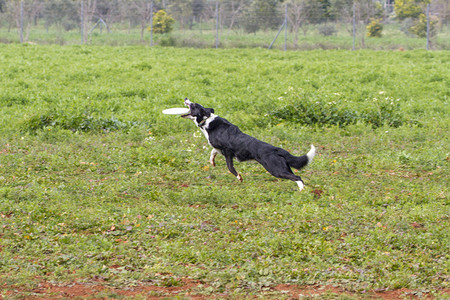 户外犬类运动养狗训练用嘴抓飞盘的狗图片