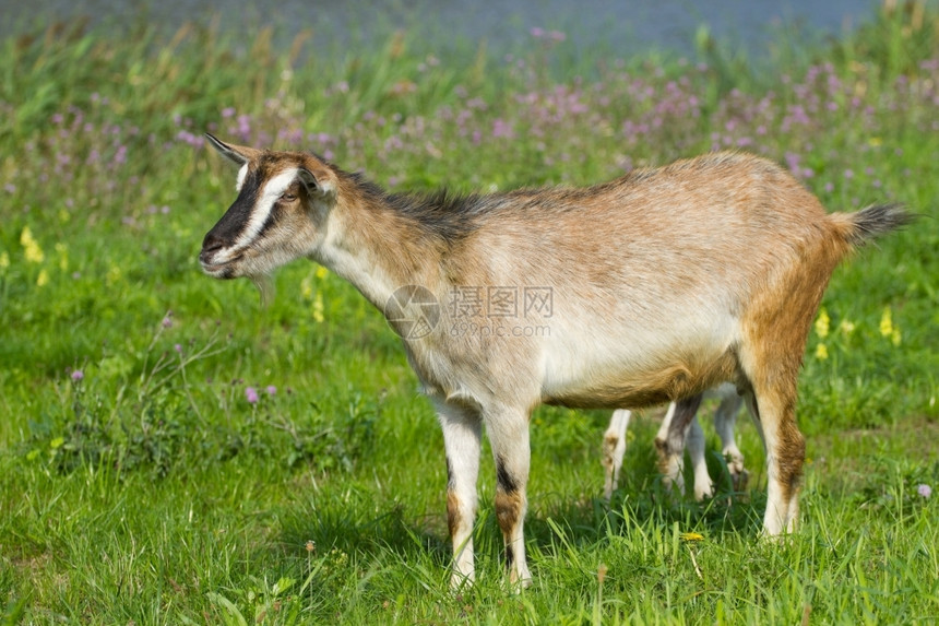 农田自然山羊在绿草上放牧脊椎动物图片