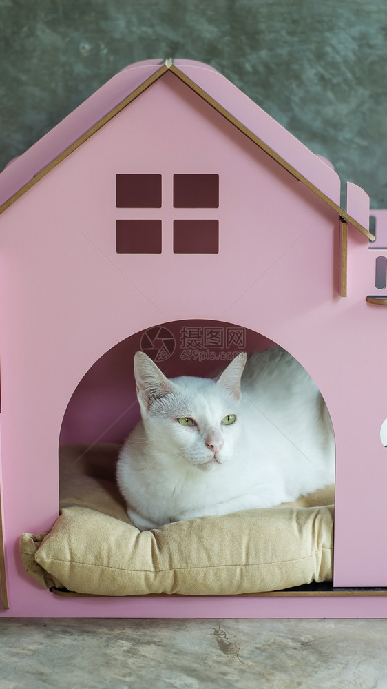 动物乐趣小粉红之家的可爱白猫生物图片