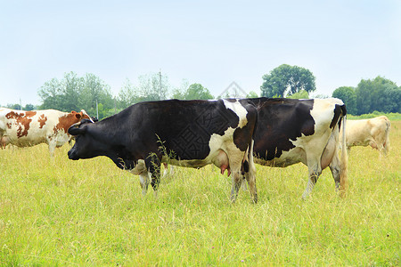 男农场牧的奶牛放草家畜农场动物牧的奶牛放草家畜口年轻图片