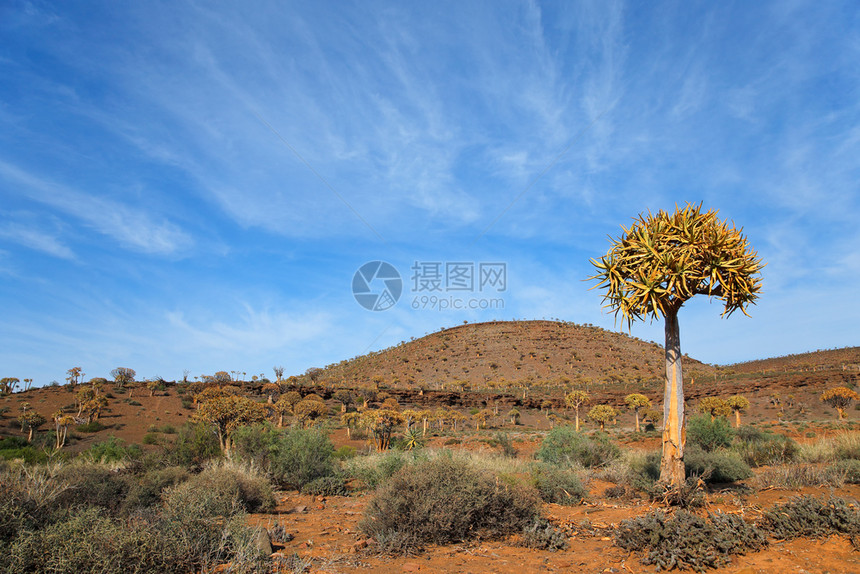 天空沙漠风景Aloedichotoma南非北开普省图片