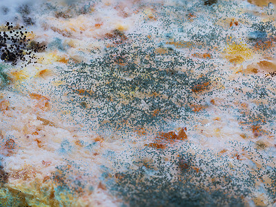 疾病不良细菌在切片面包上蘑菇和霉菌生长良好图片