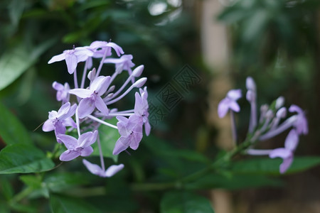 白色的花园植物紫图片