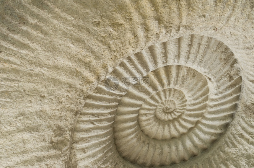 在石块纹理表面关闭Ammonite古史前化石董动物结图片